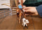 schleich FARM WORLD - Team roping met cowgirl - Kinderspeelgoed voor Jongens en Meisjes - 3 tot 8 jaar 42577