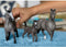 schleich HORSE CLUB - Selle Français-hengst - 13956
