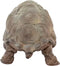 schleich WILD LIFE - Reuzenschildpad - Speelfiguur - Schildpad speelgoed - 14824