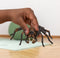 schleich WIZARDING WORLD - Aragog - Harry Potter - 13987