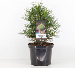 Sciadopitys verticillata 30-40 cm