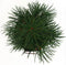 Sciadopitys verticillata 30-40 cm