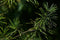 Sciadopitys verticillata 30-40 cm