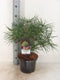 Sciadopitys verticillata 30-40 cm
