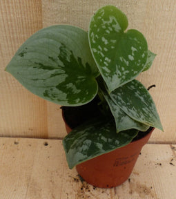 Scindapsus Epipremnum Grijsgroen Klein