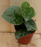 Scindapsus Epipremnum Grijsgroen Klein