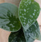 Scindapsus Epipremnum Grijsgroen Klein
