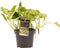 Scindapsus Marble Queen ↨ 25cm - hoge kwaliteit planten