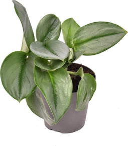 Scindapsus 'Treubii' Moonlight