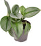 Scindapsus 'Treubii' Moonlight