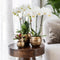 Geel rode phalaenopsis orchidee - Spain + Bee pot - potmaat Ø9cm -