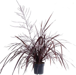 Cordyline x Festival® Burgundy ↨ 70cm - Kamerplant - Cordyline - Plant - Planten