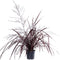 Cordyline x Festival® Burgundy ↨ 70cm - Kamerplant - Cordyline - Plant - Planten