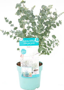 Plant in a Box -Eucalyptus Pulverulenta - Eucalyptus struik - Tuinplant - Pot 17cm - Hoogte 40-45cm