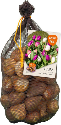 Baltus - Bollen Tulipa Darwin mix roze/paars/wit 40 stuks