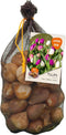Baltus - Bollen Tulipa Darwin mix roze/paars/wit 40 stuks