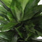 Choice of Green - Dracaena Janet Lind - Hoogte 100 - Diameter pot 27