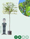 Zuil leihaagbeuk 180 cm | Carpinus betulus 'Fastigiata' 8-12 cm 180 cm| Bomenbezorgd.nl