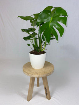 Monstera Deliciosa Struik met ElhoBrussels 20 wit