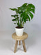 Monstera Deliciosa Struik met ElhoBrussels 20 wit