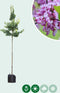 Gewone Judasboom | Cercis canadensis 6-8 cm 160-180 cm| Bomenbezorgd.nl