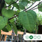 Katsuraboom hoogstam 200 cm | Cercidiphyllum japonicum 6-10 cm | Bomenbezorgd.nl