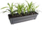 Goed & Groen - Leliegras in ELHO ® Green Basics balkonbak (Living Black) -↨ 30cm - Potmaat 60cm - Kwaliteit Planten - Tuin Plant - Tuinplantenplanten - Sfeer