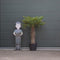 Chinese waaierpalm Trachycarpus Fortunei 100 cm stamhoogte