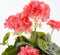 Mica Decorations Geranium Kunstplant in Bloempot Stan - H34 x Ø20 cm - Zalmroze