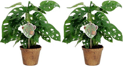 Duo Monstera Obliqua ‘Monkey Leaf’
