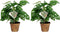 Duo Monstera Obliqua ‘Monkey Leaf’