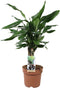 Goed & Groen - Combipakket - Dracaena Diamond Dream en Steudneri en Pachira aquatica (multistam en gevlochten stam) -↨ 55cm - Potmaat 17 - Kwaliteit Planten - Kamer Plant - Kamerplanten - Sfeer