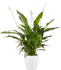 Lepelplant Spathiphyllum Vivaldi Elho Brussels Round White - BestPlants - Groene Plant- Hoogte 70 cm
