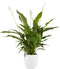 Lepelplant Spathiphyllum Vivaldi Elho Brussels Round White - BestPlants - Groene Plant- Hoogte 70 cm