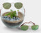 Biodome Biophytum - Terrarium - 17 cm