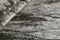 Seduction 840231 Vloerkleed - 250x300 - Rechthoek - Laagpolig Tapijt - Modern - Beige, Taupe