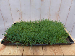 Sedum mat dak in plastic tray 30x50cm