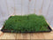 Sedum mat dak in plastic tray 30x50cm