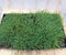 Sedum mat dak in plastic tray 30x50cm