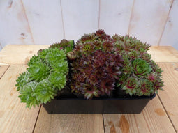 Sedum vetplanten zes stuks