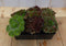 Sedum vetplanten zes stuks
