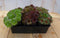Sedum vetplanten zes stuks