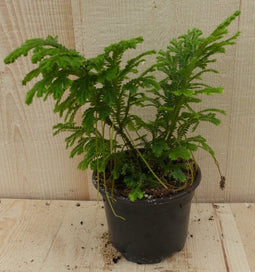 Selaginella Mosplantje Groen Klein
