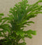 Selaginella Mosplantje Groen Klein