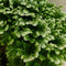 Selaginella Mosplantje Klein