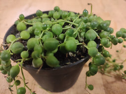Senecio Rowleyanus Erwtenplant hangplant