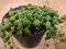 Senecio Rowleyanus Erwtenplant hangplant