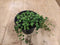 Senecio Rowleyanus Erwtenplant hangplant