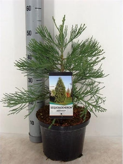 Sequoiadendron giganteum / Mammoetboom - Totale hoogte 60+cm incl. ø 23cm pot