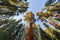 Sequoiadendron giganteum / Mammoetboom - Totale hoogte 60+cm incl. ø 23cm pot